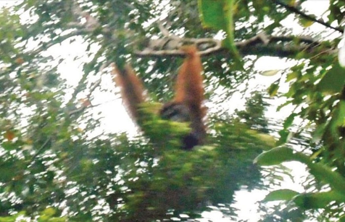 Jejak Orang Utan Ditemukan di Kalsel