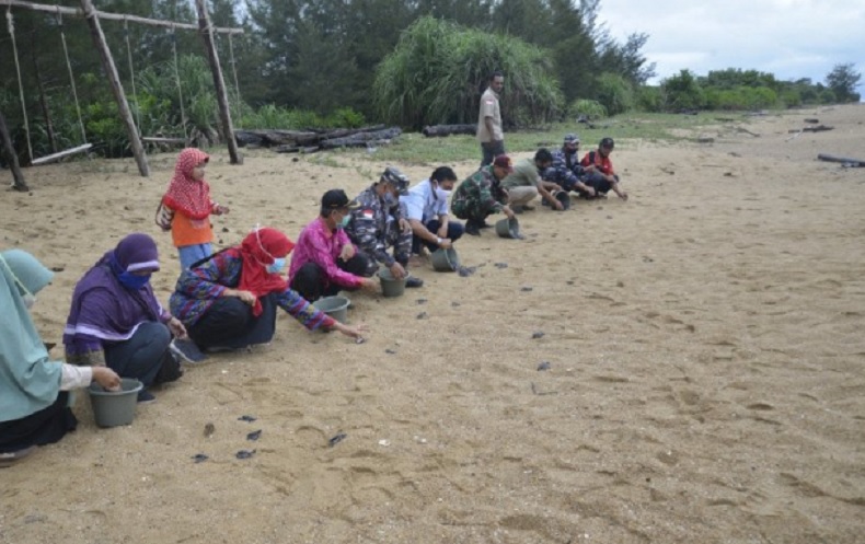 Pelestarian Penyu, 300 Tukik Dilepasliarkan di Pantai Paloh Sambas Kalbar