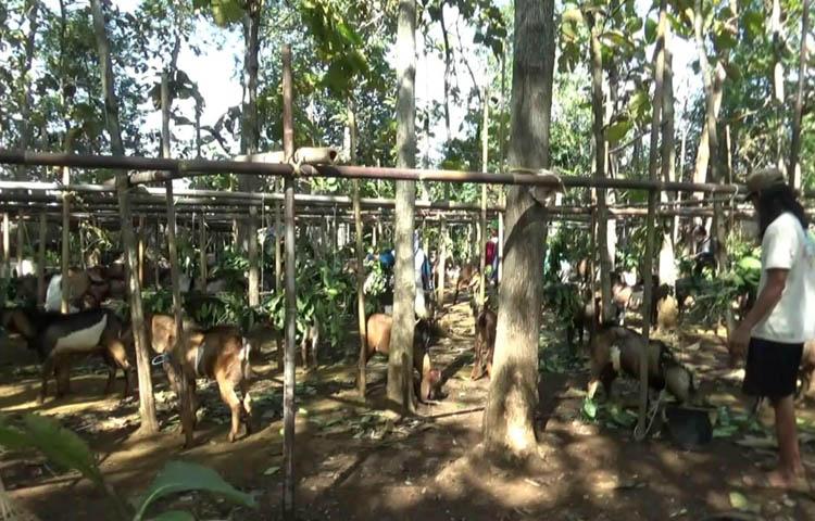Dampak Covid-19, Peternak Kambing Kesulitan Jual Hewan Kurban