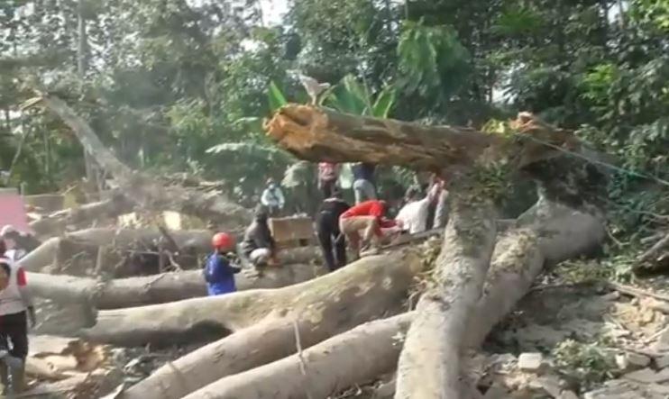 Pohon Besar Timpa 5 Rumah di Subang, 1 Orang Tewas