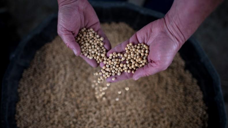  Harga Kedelai Dunia Melambung, Kemendag Jamin Stok di Dalam Negeri Aman