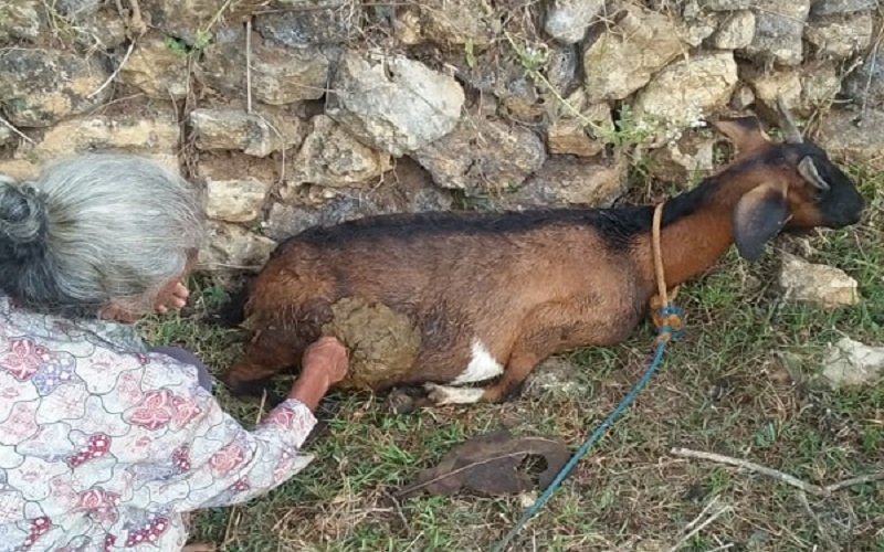 Ikuti Jejak Darah, Peternak di Agam Temukan Bangkai Kambing Dimangsa Satwa Liar