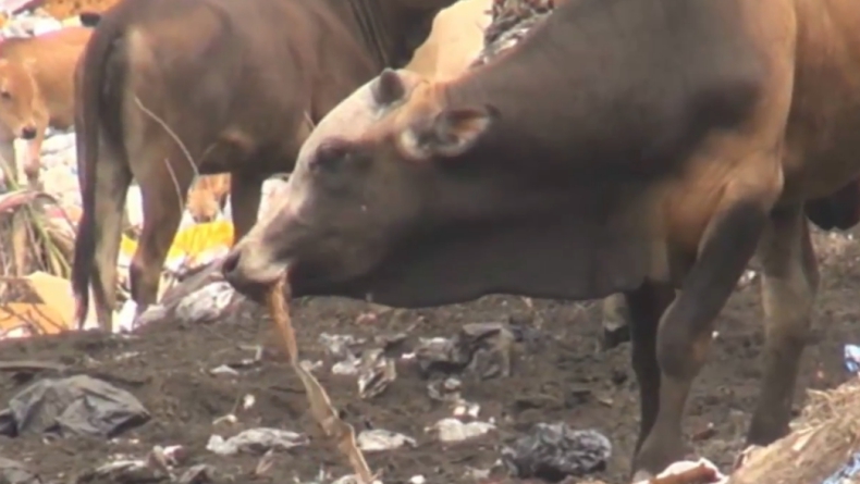 Bukan Rumput, Gerombolan Sapi di Padang Makan Sampah