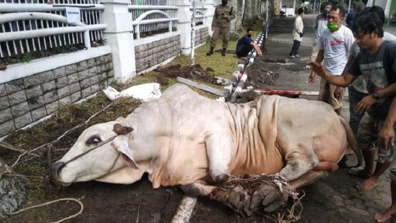 Sapi Kurban Berontak saat Diturunkan dari Mobil, Tendang Penjagal di Medan
