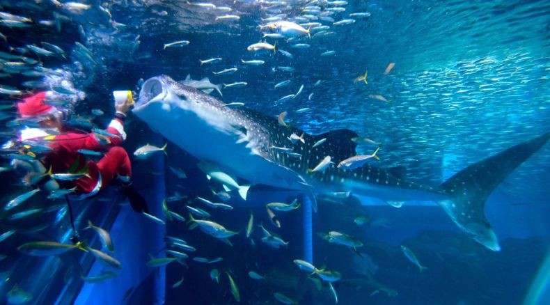 Turis Perempuan Luka Parah Setelah Dadanya Dihajar Ekor Paus saat Snorkeling
