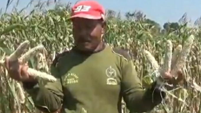 Jagung Siap Panen Diserang Hama Tikus, Petani di Lamongan Menjerit