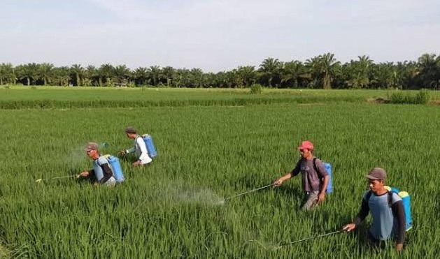 BUMN Diminta Turun Tangan, Jasindo Siapkan Aplikasi Asuransi Petani