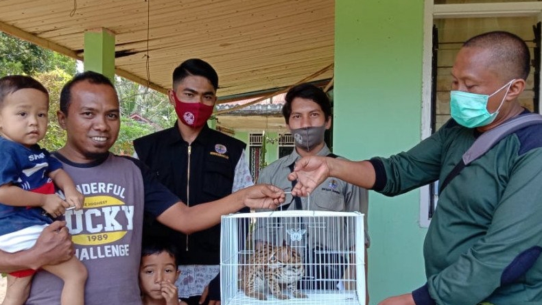 Tersesat, Kucing Hutan Masuk Kamar Warga Agam