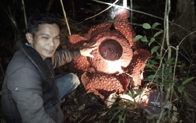 Bunga Raflesia Mekar di Hutan Belantara Sekadau Kalbar