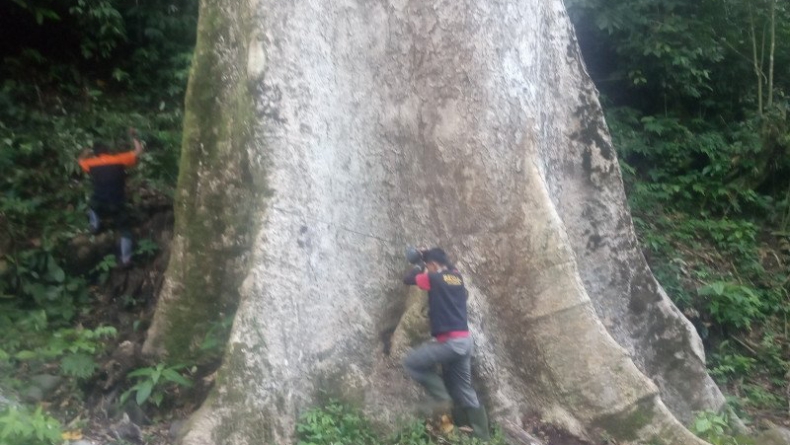 Ada Pohon Terbesar dan Berusia Ratusan Tahun di Agam