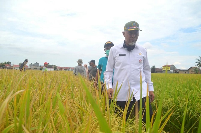Padang Akan Jadi Percontohan Panen Padi Tercepat di Sumbar