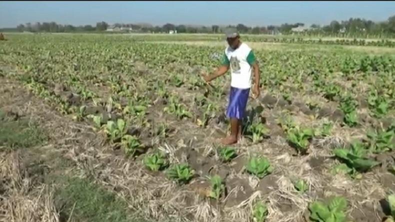 Cuaca Ekstrem, Puluhan Hektare Tanaman Tembakau di Bojonegoro Mati Mendadak