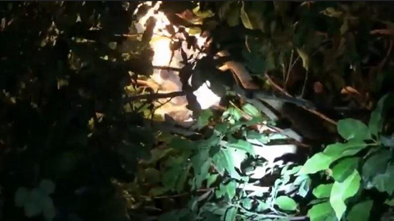 Hindari Korban Jiwa, Sarang Tawon Vespa di Tuban Dibakar Petugas