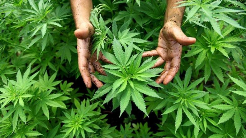 Kementan Cabut Keputusan Ganja Jadi Tanaman Obat