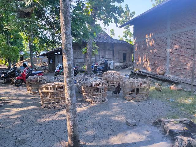 Pemain dan Penonton Judi Sabung Ayam Kabur saat Digerebek, 28 Motor Tertinggal