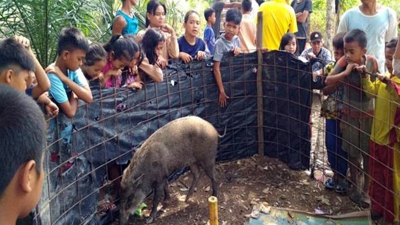 Cerita Reno, Warga Muratara yang Diikuti dan Ditangisi Babi Hutan
