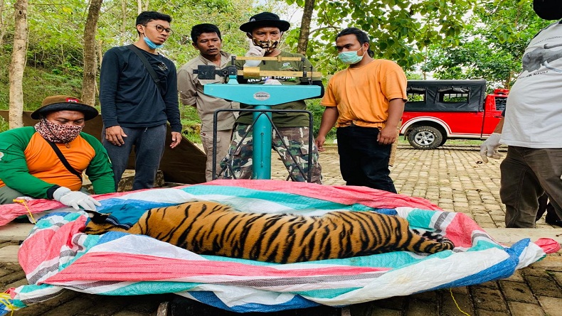 Terlibat Konflik dengan Warga Tapsel, Harimau Sribilah Diselamatkan BBKSDA
