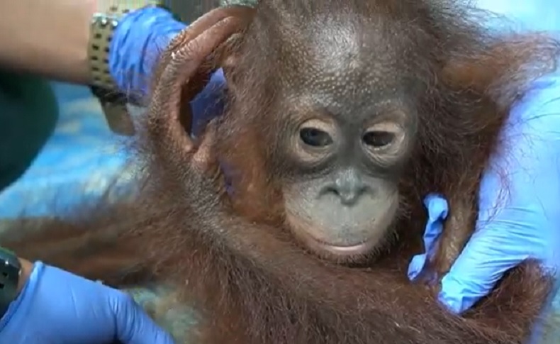 Bayi Orangutan Betina Diselamatkan dari Warga di Ketapang