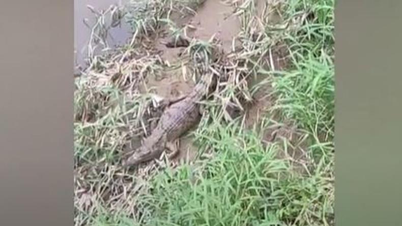Viral Penampakan Buaya Berjemur di Sungai Deli, Warga Mengaku Resah 