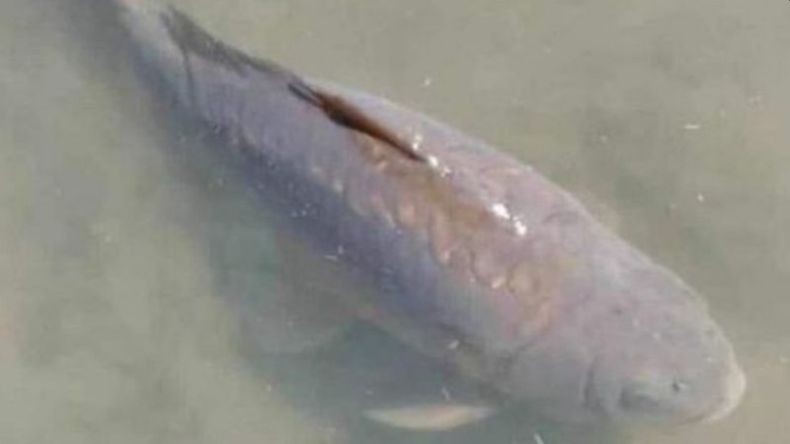 Presiden dan Rakyat Zambia Berkabung Setelah Ikan Keberuntungan Mati