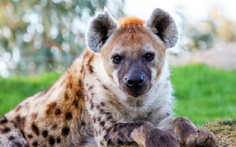 Hyena Liar Lepas dari Kandang, Kebun Binatang Abidjan Terpaksa Ditutup
