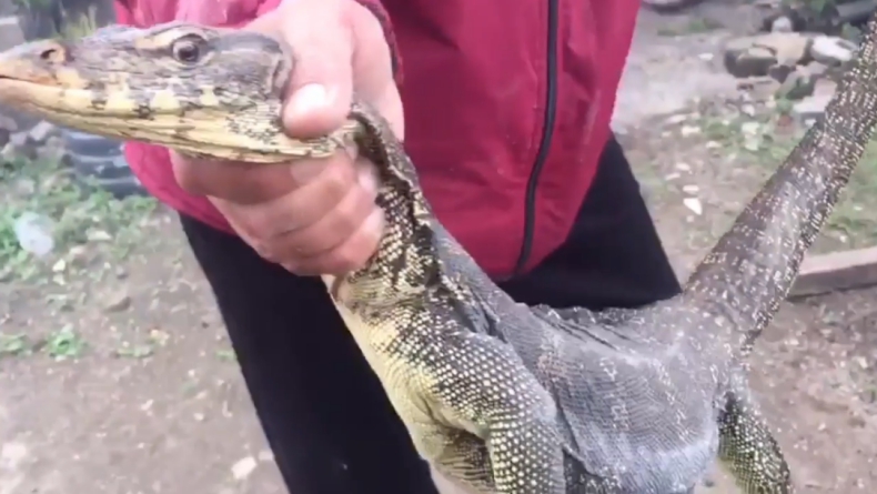 Takut Makan Anak-Anak, Biawak Besar Dievakuasi Warga Bukitinggi