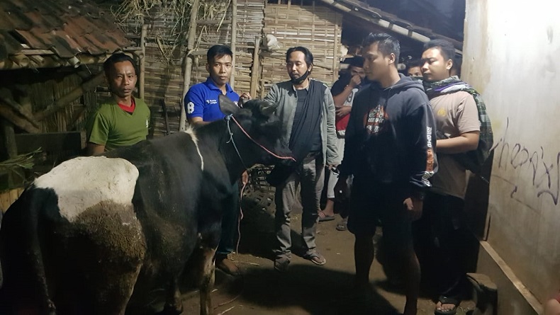 Ikuti Jejak Kaki, Sapi yang Hilang Dicuri di Probolinggo Ditemukan Polisi di Kebun