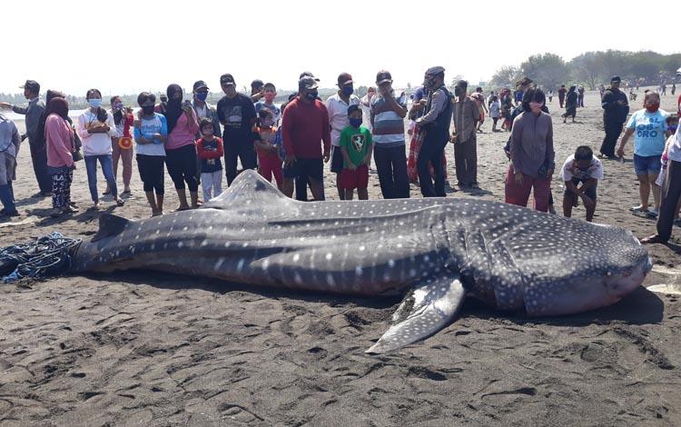 Hiu Paus Mati Sepanjang 5 Meter Terdampar di Pantai Congot Kulonprogo