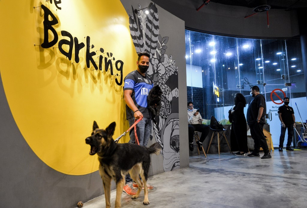 Pertama di Arab Saudi, Kafe Ini Jadi Tempat Bersenang-senang Anjing dan Majikan