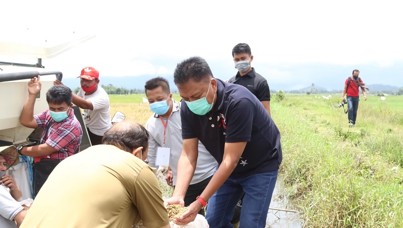 Panen Padi di Minahasa, Olly: Pertanian Penopang Daya Tahan Ekonomi Sulut