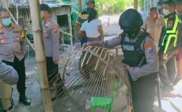 Judi Sabung Ayam di Sidoarjo Digerebek, 13 Orang Diamankan