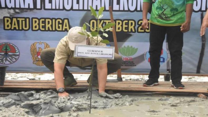 Galakkan Program Padat Karya, Babel Tanam Mangrove Seluas 500 Hektare
