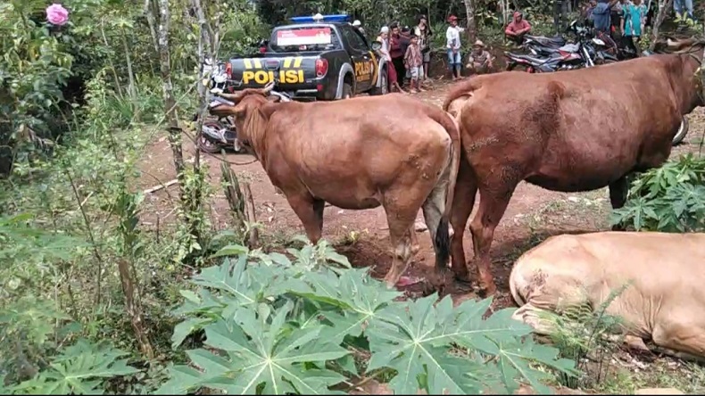 6 Sapi Curian dari Jombang Diamankan di Probolinggo, 1 dari 4 Maling Ditangkap