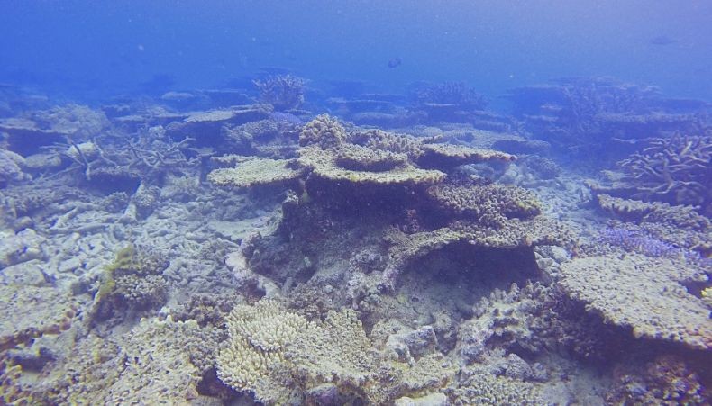 2 Remaja Gugat Pemerintah Australia terkait Kerusakan Terumbu Karang Great Barrier