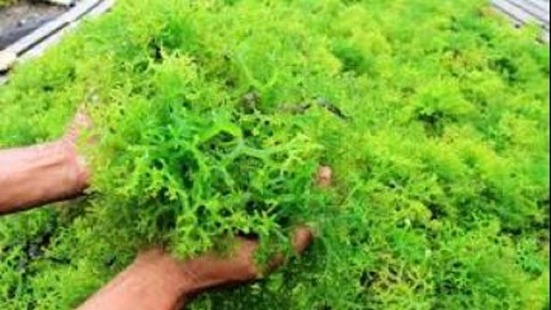 Perairan Teluk Wondama Papua Barat Simpan Potensi Budi Daya Rumput Laut