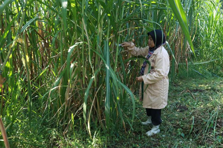 UGM Kembangkan Rumput Gama Umami, untuk Pakan Ternak dan Sumber Energi Alternatif