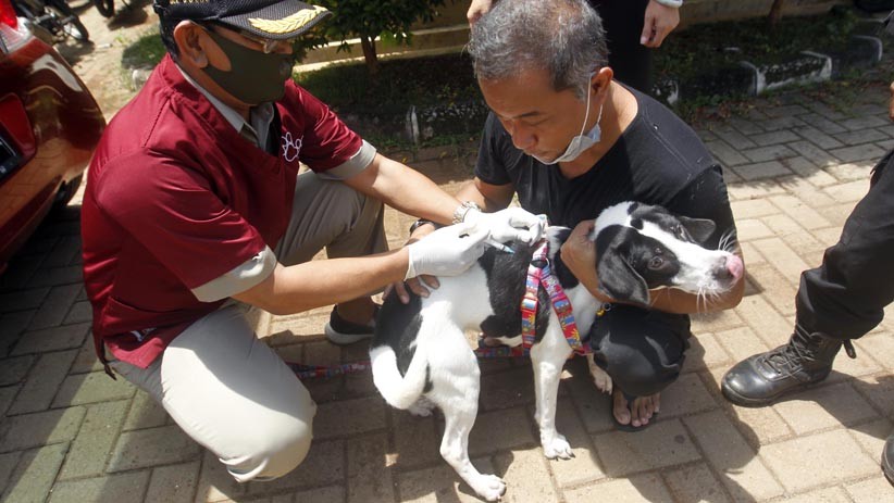 Kasus Gigitan Anjing Rabies di Sumbawa Meningkat