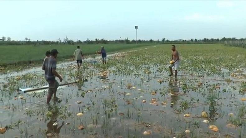 Curah Hujan Tinggi di Lamongan, Petani Melon dan Semangka Terancam Gagal Panen