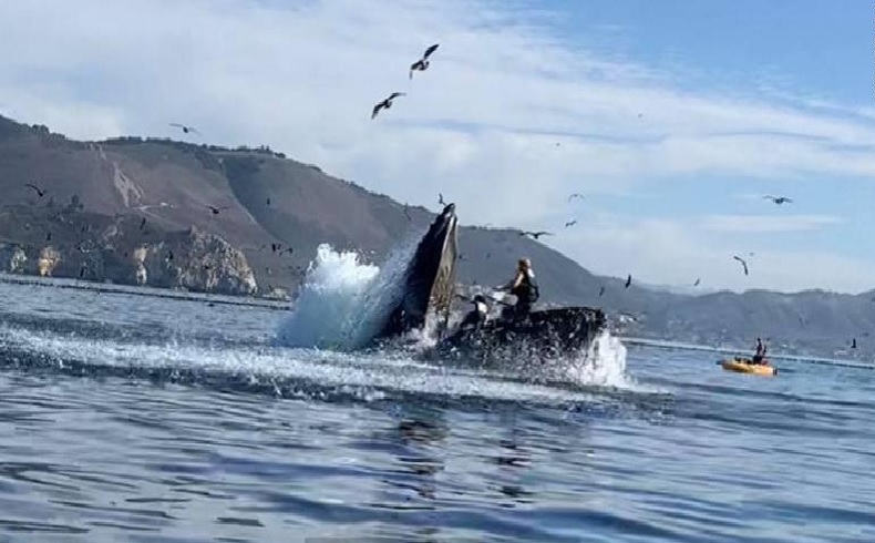 Main Kayak di Laut, Dua Orang Hampir Ditelan Paus Bungkuk