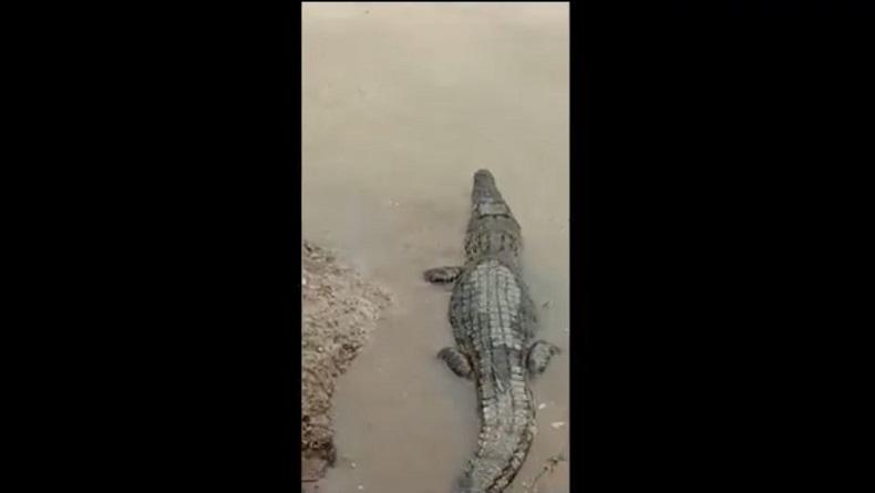 Viral Buaya Lepas di Sungai Cisadane, Petugas Kerahkan Drone untuk Pencarian