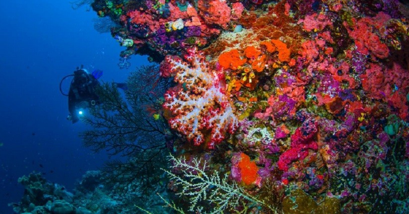 Menikmati Biota Laut di Era New Normal, Syaratnya Wajib Patuhi Protokol CHSE