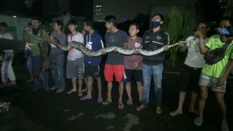 Warga Palmerah Tangkap Ular Sanca 6 Meter sedang Makan Kambing