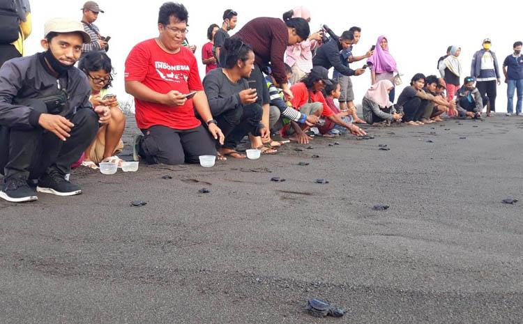 Abrasi Pantai Trisik Ancam Eksistensi Konservasi Kelompok Penyu Abadi