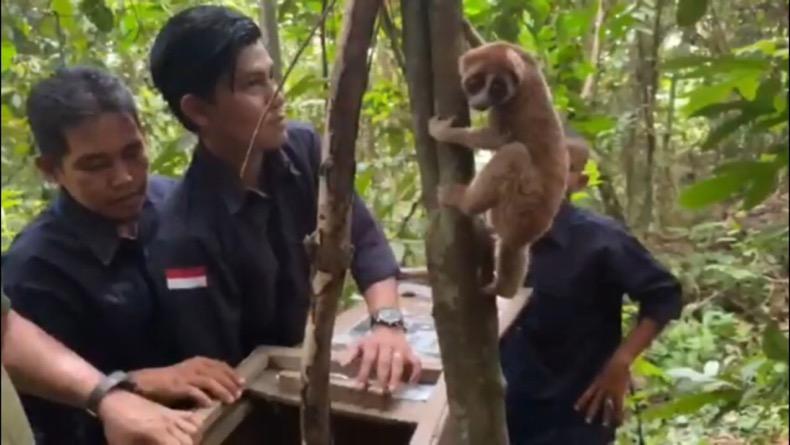 Sempat Dikira Musang, Kukang Temuan Warga di Pekarangan Diserahkan ke BKSDA Sumbar