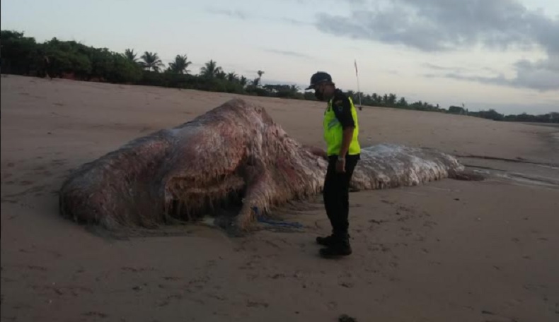 Paus Sperma Mati Kembali Ditemukan di Bali, Terdampar di Pantai Mengiat