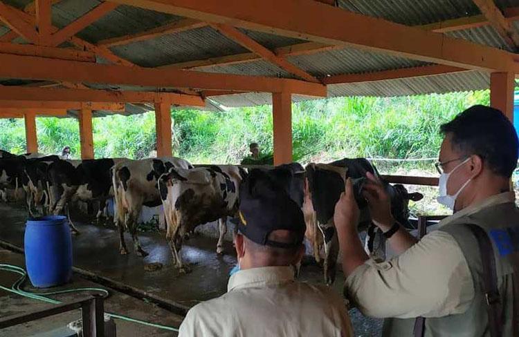  Pemkab Sleman Beri Hadiah Peternak yang Sapinya Beranak Kembar