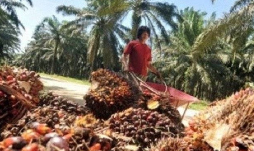 Gapki Prediksi Pasar CPO Belum Pulih 100 Persen Tahun Depan