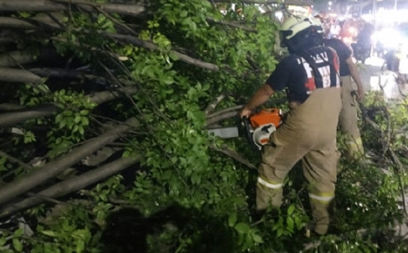 Pohon Kedondong Tumbang di Cakung Timpa Kabel Listrik dan Tutup Jalan