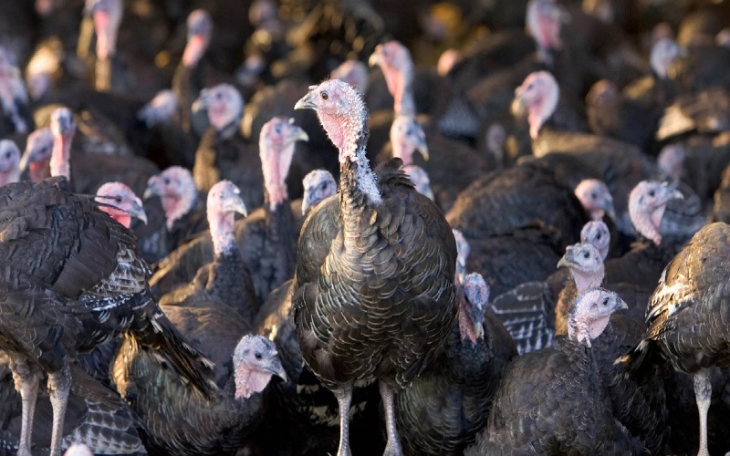 Gelombang Dua Covid-19 Belum Reda, Muncul Virus Flu Burung H5N8 di Inggris