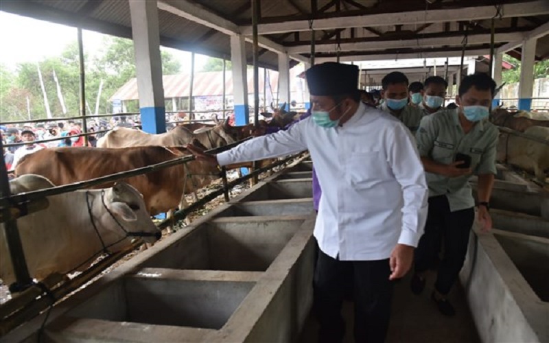 Inseminasi Buatan Berhasil, Herman Deru Optimistis Sumsel Jadi Lumbung Daging Nasional 